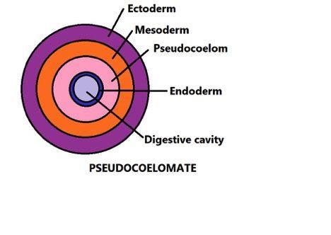 psuedocel|PSEUDOCOEL Definition & Usage Examples .